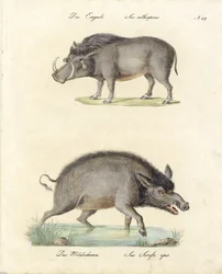 Phacochère et sanglier (impression)