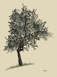 Arbre à feuilles caduques 1924