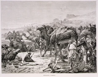 Tonte des chameaux