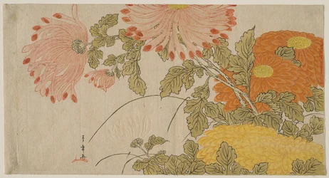 Chrysanthèmes