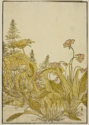 Fleurs de printemps : Violettes et pissenlits, du livre "Miroir des belles femmes des quartiers de plaisir (Seiro bijin awase sugata kagami)," vol. 1