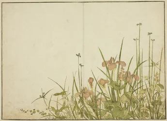 Fleurs d