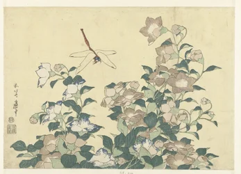 Campanule et libellule