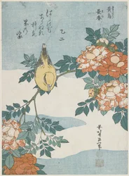 Loriot à nuque noire et rose de Chine, vers 1833