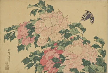 Papillon et pivoines