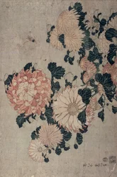 Chrysanthèmes