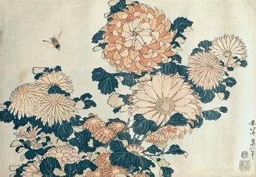Chrysanthèmes