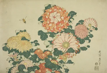 Chrysanthèmes et abeille, d