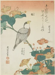 Gros-bec japonais et Belle-de-nuit, c. 1833