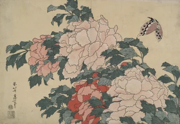 « Pivoines et papillon », extrait d