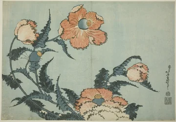 Coquelicots, d