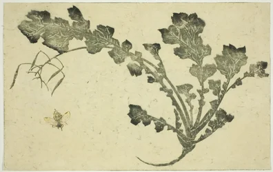 Guêpe et tige de navet, du "Livre d