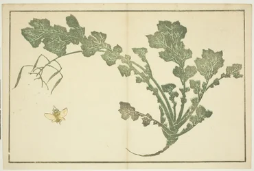 Guêpe et tige de navet, du "Livre d