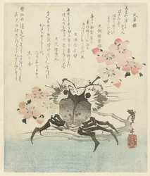 Crabe avec fleur de cerisier