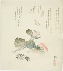 Deux crabes près d