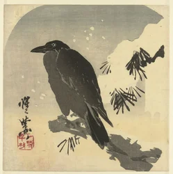 Corbeau sur une branche de pin enneigée