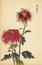 Chrysanthème hybride écarlate tacheté et rose