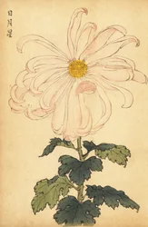 Chrysanthème hybride blanc et rose, 1893 (gravure)