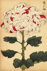 Chrysanthème hybride blanc et écarlate