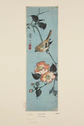Moineau et camélia