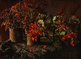 Bégonias