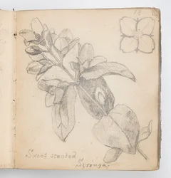 Page de carnet de croquis : Syringa odorant