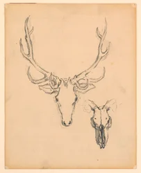 Étude de tête de cerf