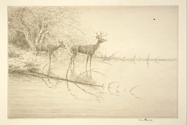 Cerfs de Virginie le matin