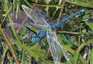 Libellule bleue
