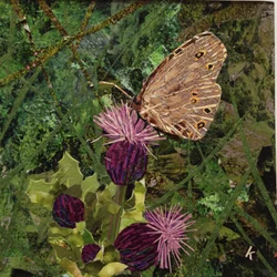 Flit - Satyre sur chardon