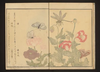Papillons et libellule près des coquelicots