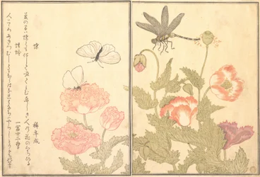 Papillon Cho, Libellule Kagero ou Tonbo, 1788