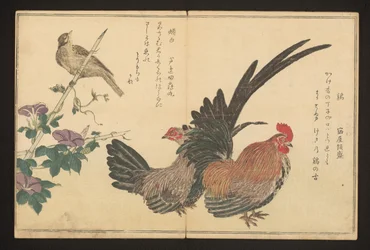 Coq et bruant