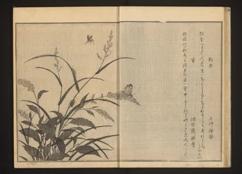 Cricket et lucioles sur polygonum et roseaux
