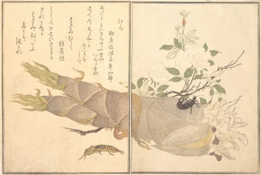 Grillon-taupe Kera, perce-oreille, Hasami-mushi..., 1788