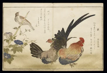 P.332-1946 vol. 1 f. 8 Coq et poule à droite avec un bruant à gauche, extrait d