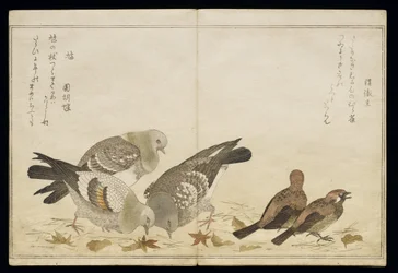 Trois pigeons et deux pinsons, d