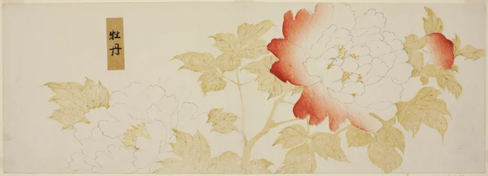 Pivoines