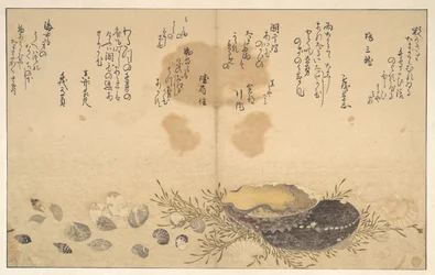 Coquillages sous l