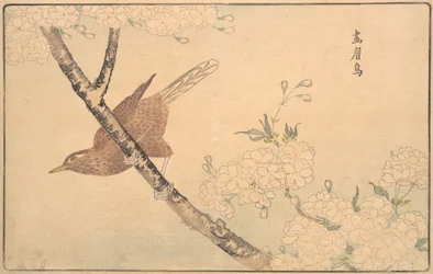 La Grive grise, 1789