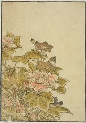 Fleurs d