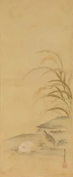 Caille et millet