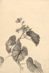 Branche de bégonia en fleur