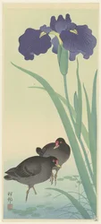 Poules d