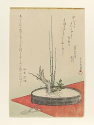Arrangement de prunier, Fukujusō (adonis) et ciseaux