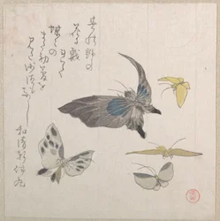 Papillons