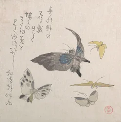 Papillons, 19ème siècle