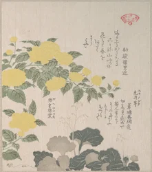 Corchorus (ou rose jaune) et saxifrage rampant