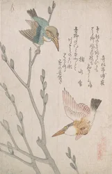 Martins-pêcheurs et chatons de saule, XIXe siècle.