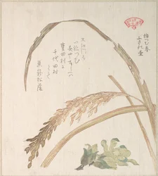 Plant de riz et pétasite
